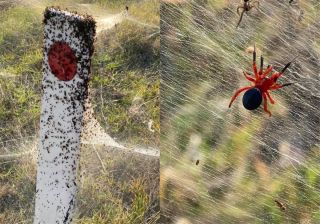 Нашествие пауков в австралии