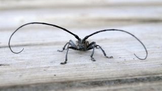 Черный жук с длинными усами
