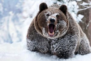 Медведь зимой