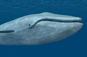 Желтобрюхий кит