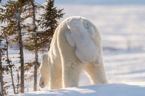 Самый большой белый медведь