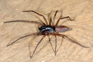 Самый опасный паук в мире
