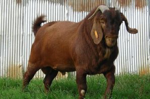 Дамасская коза шами
