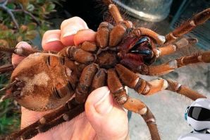 Самый большой в мире паук