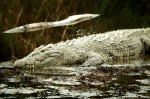 Новогвинейский крокодил