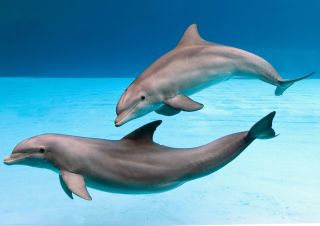 Черноморские дельфины афалины