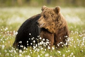Медведь весной