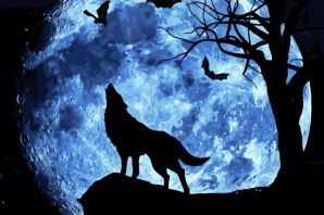 Волк ночью