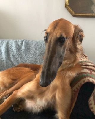 Собака с длинным носом