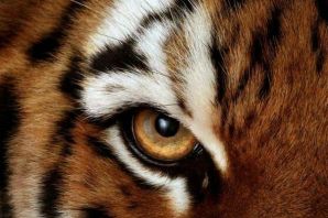 Желтый глаз тигра