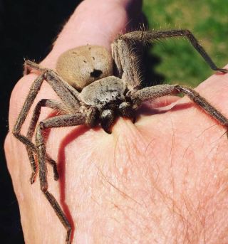 Самый большой паук на земле