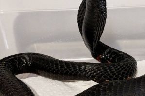 Черная гадюка змея