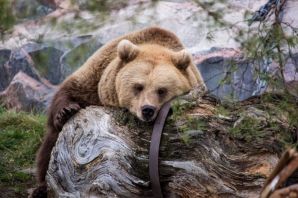 Пробуждение медведя