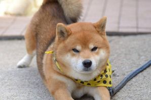 Японская порода собак сиба ину