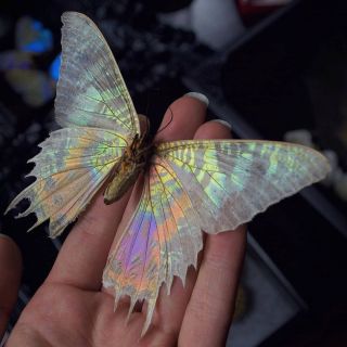 Редкие виды бабочек