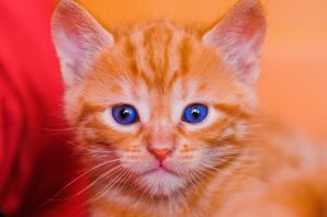 Рыжий кот с голубыми глазами