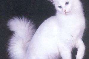 Порода кошек турецкая ангора