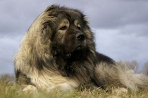 Кавказская собака