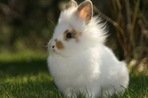 Польский кролик