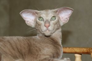 Кот с большими ушами ориенталы