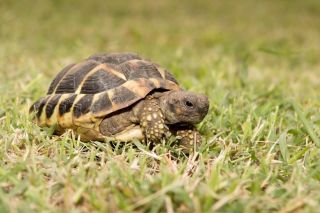 Черепаха никольского