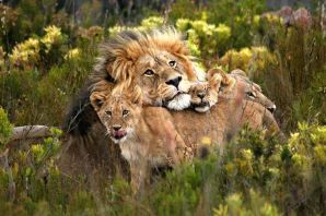 Лев львица и львенок
