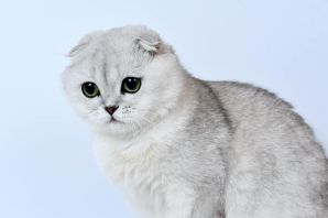Британская кошка серебристая шиншилла