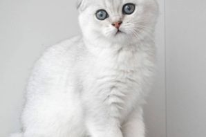 Белая шиншилла кошка