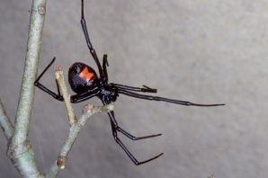 Ядовитый паук каракурт