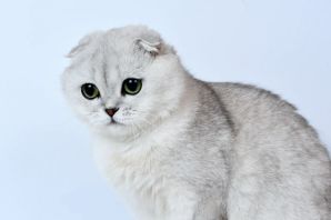 Шиншилловая кошка