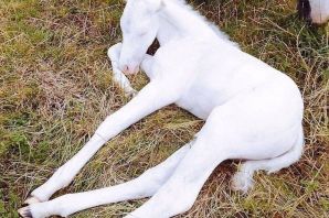 Лошадь альбинос