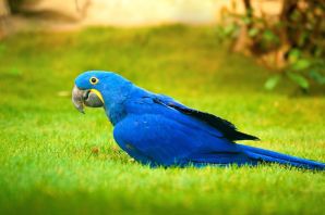 Попугай ара синий
