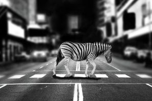 Зебра на дороге