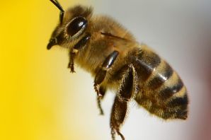Медоносная пчела