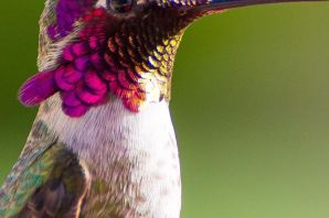 Исполинский колибри