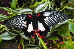 Бабочка парусник румянцева