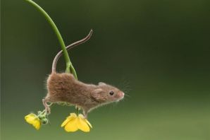 Ускорение мыши