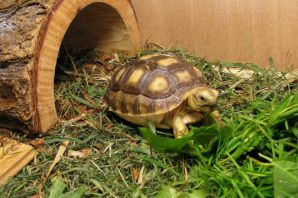 Черепаха сухопутная домашняя