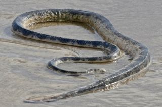 Змеи водные