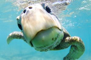 Морская черепаха в аквариуме