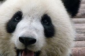 Лицо панды
