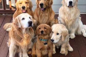 Семейные собаки