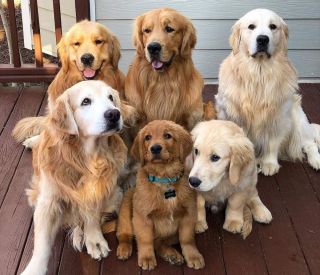 Семейные собаки