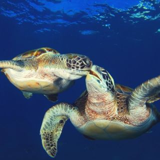 Гигантская морская черепаха