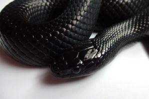 Черная змея с белыми полосками