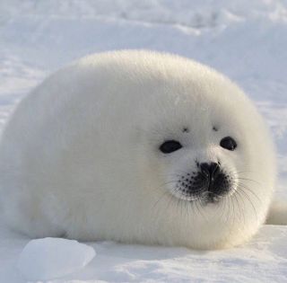 Маленький тюлень