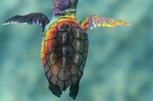 Водные черепахи