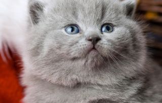 Цвет глаз у шотландских кошек
