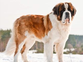 Черно белая большая собака порода