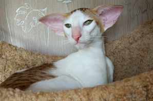 Кошка с большими ушами порода ориентал